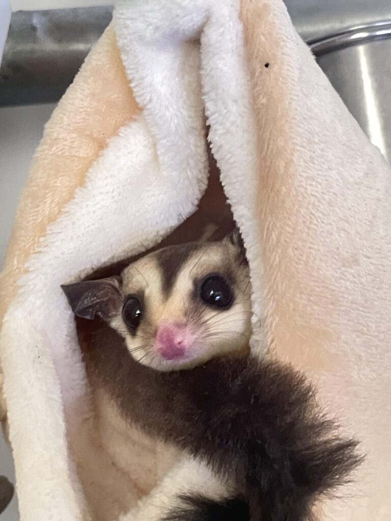 フクロモモンガのきなこ(ホワイトフェイス)